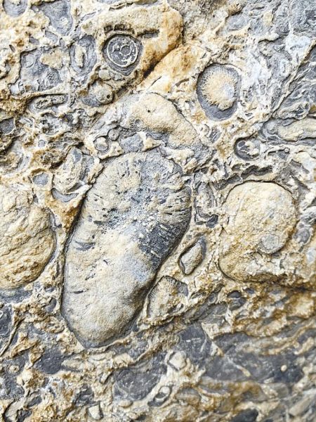 在利川市见天村发现的古生物化石。